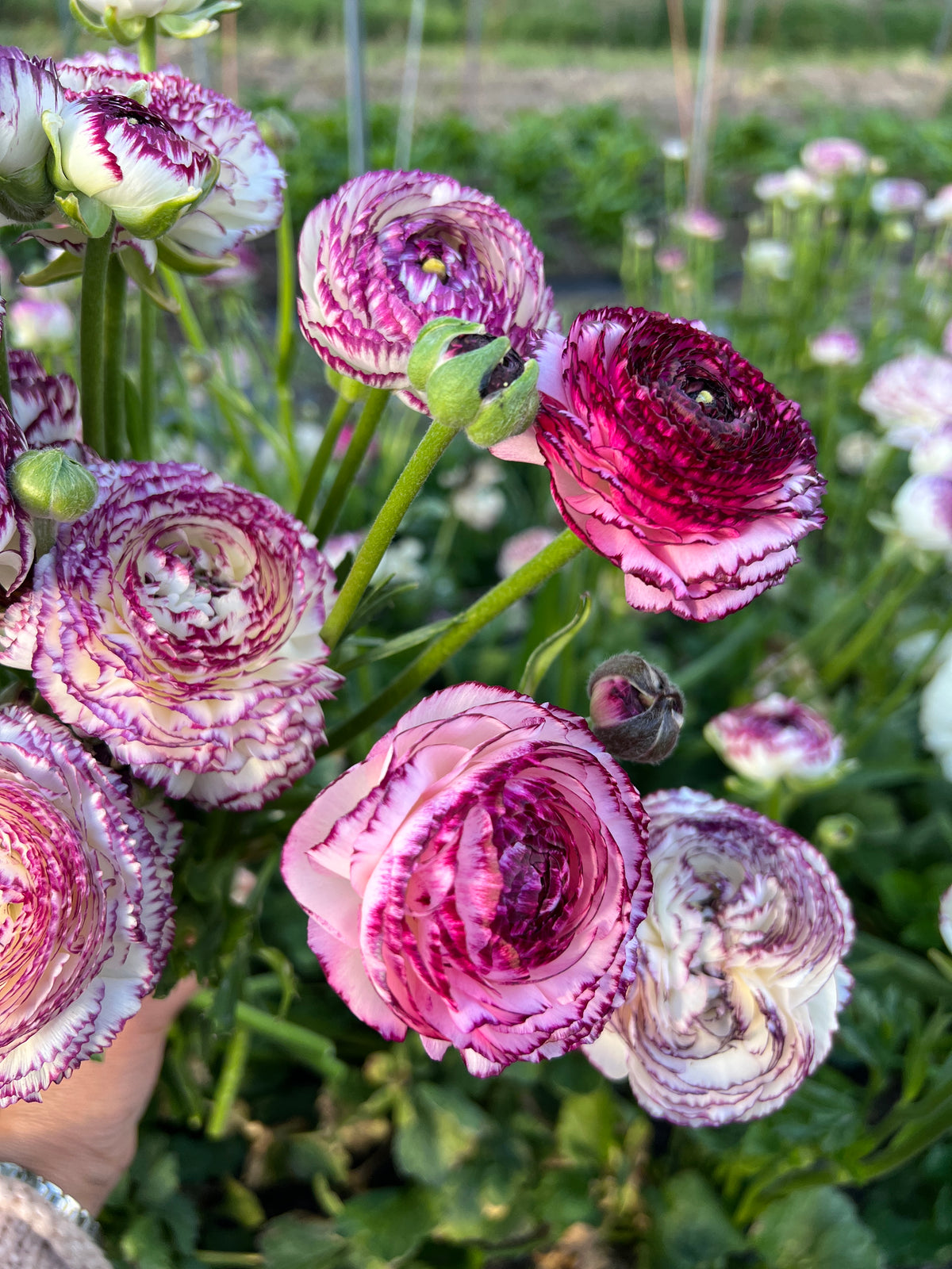 Double Italian Ranunculus Corms - Berry– The Flowering Field