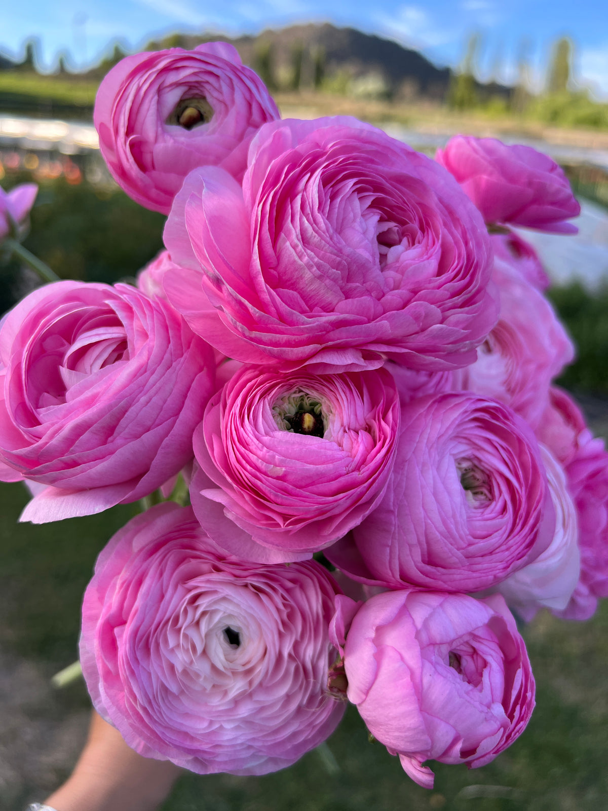 Double Italian Ranunculus Corms - Pink– The Flowering Field