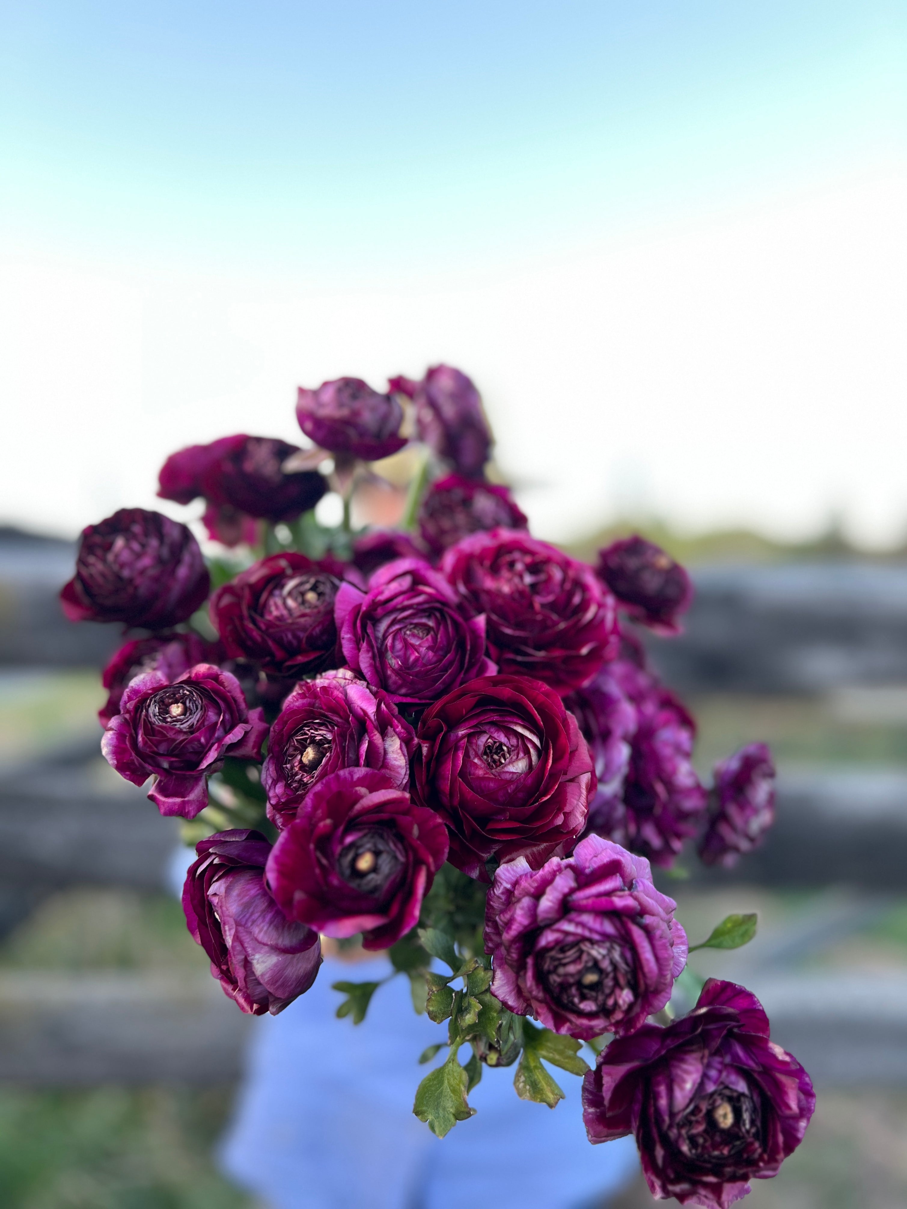 Double Italian Ranunculus Corms - Violet– The Flowering Field